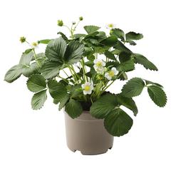 Produkt IKEA, ako bolo nahlásené IKEA Wilrijk pomocou iLost