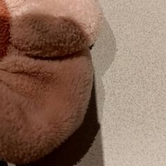 Speenkoord, iLost를 사용하여 De Efteling에 보고됨