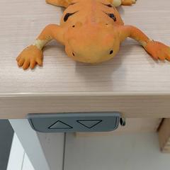 Jouet, a été signalé par IKEA Brest Guipavas utilisant iLost