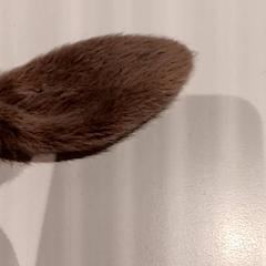 Peluche, ha sido reportado por De Efteling con iLost