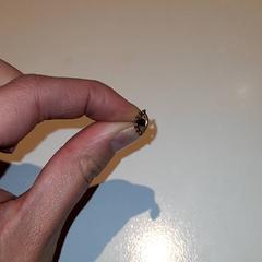 Pendiente Goud, zwart oog, ha sido reportado por Campus Den Haag con iLost