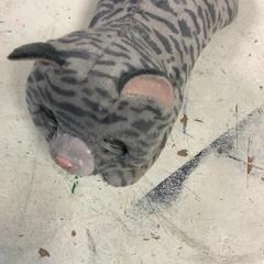 Knuffel Kat, as reported by Artis using iLost