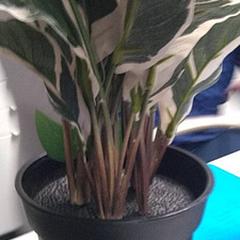 Planta, ha sido reportado por IKEA Gent con iLost