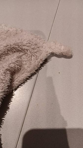 Knuffel