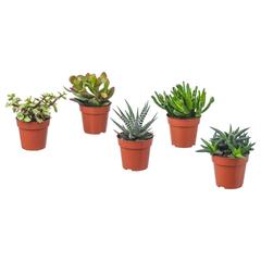 Producto IKEA SUCCULENT, ha sido reportado por IKEA Alcorcón con iLost