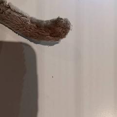 Knuffel, iLost를 사용하여 De Efteling에 보고됨