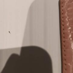 İLost kullanarak De Efteling tarafından bildirildiği gibi Kart sahibi