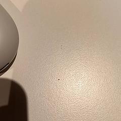 Oortjes, jak nahlášeno De Efteling pomocí iLost