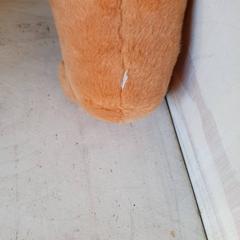 Knuffel Oranje, as reported by DierenPark Amersfoort using iLost