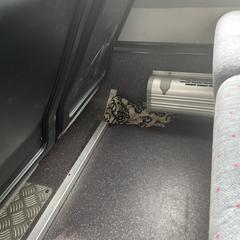 A scarf, gerapporteerd met iLost