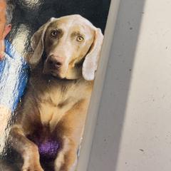 本 がiLostで HTM によって報告されました