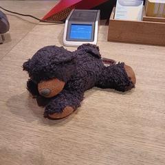 Orsacchiotto di peluche black small bear, come riportato da MEININGER Hotel Amsterdam City West utilizzando iLost