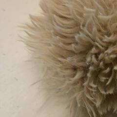 Stirnband, gemeldet von GVB über iLost