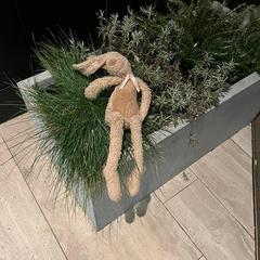 Knuffeltje van Benthe, como reportado ao iLost