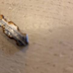 자전거 열쇠, iLost를 사용하여 Avonturenboerderij Molenwaard에 보고됨