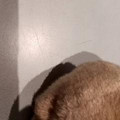 Knuffel, gemeldet von De Efteling über iLost