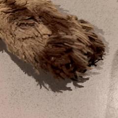 Mazlící hračka, jak nahlášeno De Efteling pomocí iLost