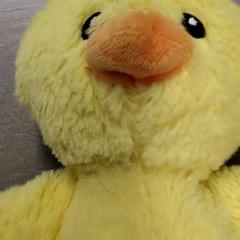 Kosete leke Eend, som rapportert av Arriva Friesland / Groningen ved bruk av iLost