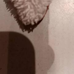 Bofetada de felpa, ha sido reportado por De Efteling con iLost