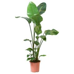 Producto IKEA, ha sido reportado por IKEA Wilrijk con iLost