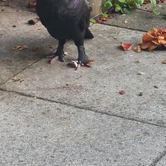 Zwarte hout duif, como reportado ao iLost