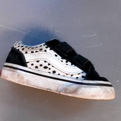 Sko, som rapportert av Diergaarde Blijdorp ved bruk av iLost