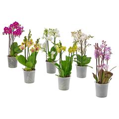 Produit IKEA PHALAENOPSIS, a été signalé par IKEA Anderlecht (Brussels) utilisant iLost