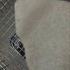 Szőnyeg Blancas, amint azt IKEA Valladolid az iLost segítségével jelentette.