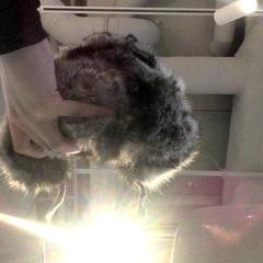 Klobúk natural fur, beaver style hat, ako bolo nahlásené The Tire Station Hotel pomocou iLost