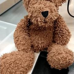 دب محبوب Bruin، كما تم الإبلاغ عنه بواسطة IKEA Zwolle عبر iLost