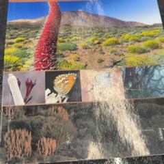 Bok, som rapportert av Rotterdam The Hague Airport ved bruk av iLost