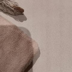 Peluxea, gisa salatu by De Efteling iLost erabiliz
