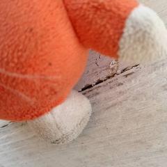 Knuffel Oranje wit, zoals gemeld door DierenPark Amersfoort met iLost