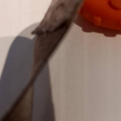 Beißring, gemeldet von De Efteling über iLost