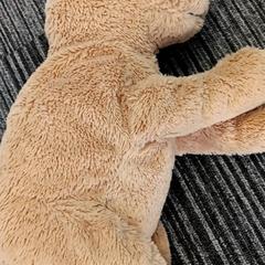 Oso de peluche Beer, ha sido reportado por Arriva Vechtdallijnen con iLost