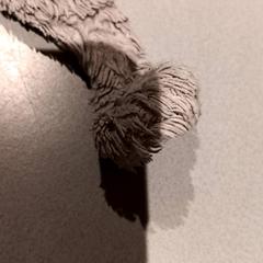 Peluix, segons ha informat De Efteling mitjançant iLost