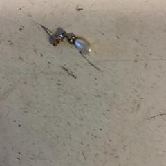 イヤリング がiLostで Artis によって報告されました