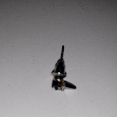 Ørering, som rapportert av TivoliVredenburg ved bruk av iLost