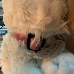 Peluche, ha sido reportado por MEININGER Hotel Köln West con iLost