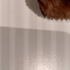 كنوفل، كما تم الإبلاغ عنه بواسطة De Efteling عبر iLost