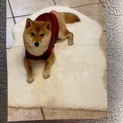 著作品 著作権, as reported by IKEA立川 using iLost