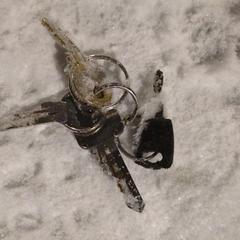 sleutelbos, como reportado ao iLost