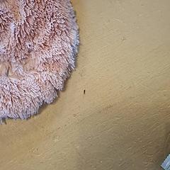 Knuffel, gisa salatu by Avonturenboerderij Molenwaard iLost erabiliz