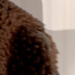 Cuddly slap, as reported by De Efteling using iLost