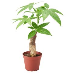 イケア商品 PACHIRA AQUATICA & その他一点 がiLostで IKEA横浜 によって報告されました