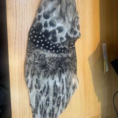 Xal, segons ha informat Rijksmuseum van Oudheden mitjançant iLost