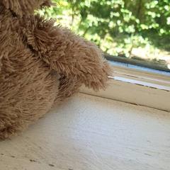 كنوفل، كما تم الإبلاغ عنه بواسطة DierenPark Amersfoort عبر iLost