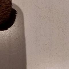 ぬいぐるみ がiLostで De Efteling によって報告されました