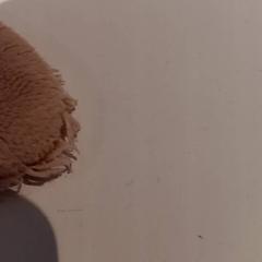 Peluche, come riportato da De Efteling utilizzando iLost