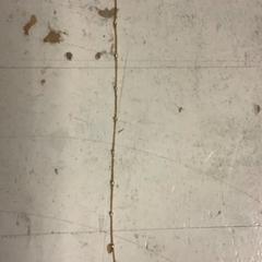 Armband, gemeldet von Artis über iLost